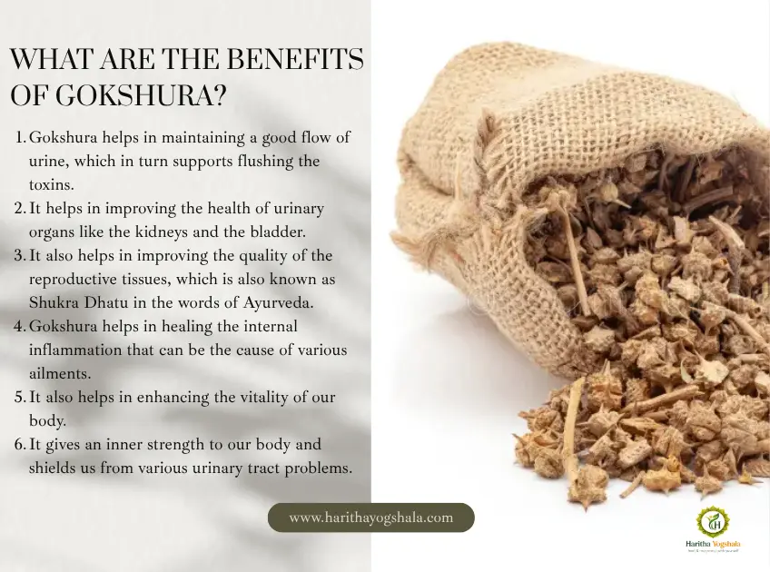 What are The benefits of the gokshura