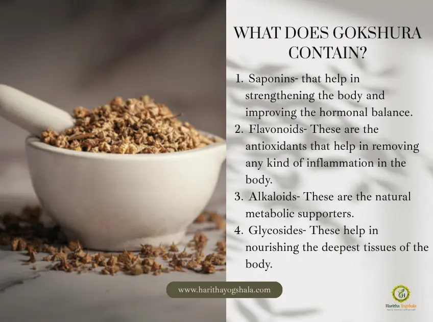 What Does Gokshura Contain