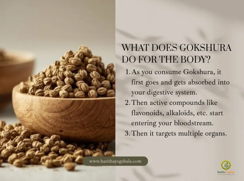 What does Gokshura do for the Body