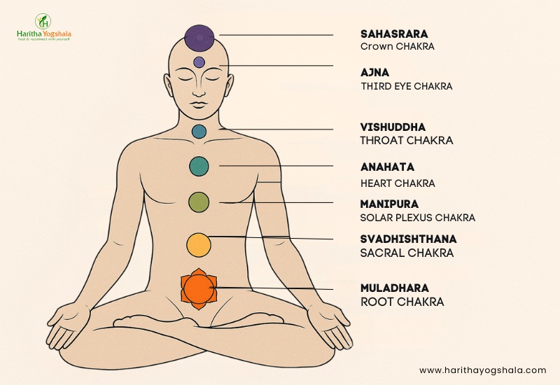 Diagram of the 7 chakras in the human body highlighting the Sacral Chakra (Svadhishthana) in orange, symbolizing the energy of the Orange Aura related to creativity, passion, and emotions